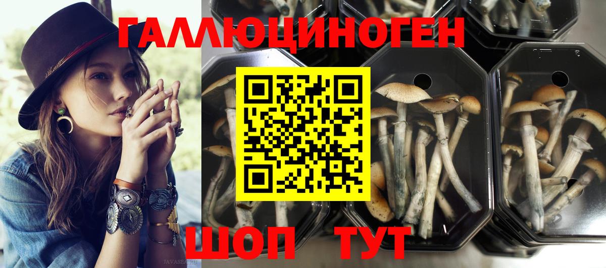 Галлюциногенные грибы мицелий  Вход с VPN  Томск  Псилоцибиновые грибы Psilocybine cubensis 